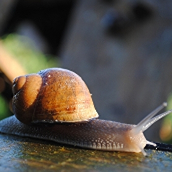 Guilaine BASCOP - ANTULLY