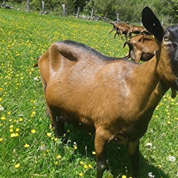 Chèvrerie du Mont de Fuans - FUANS