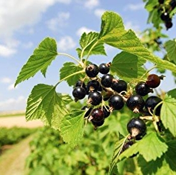 Visite 'Sur la Route du cassis' - NUITS-SAINT-GEORGES