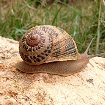 Grosnescargot - L'Escargot des Grosne - TRAMBLY
