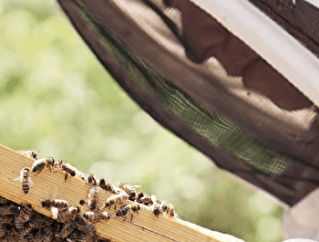 L'Abeille Desbois - GIROLLES