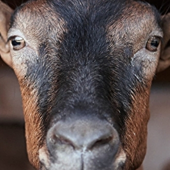 Chèvrerie des Brosses - DONZY