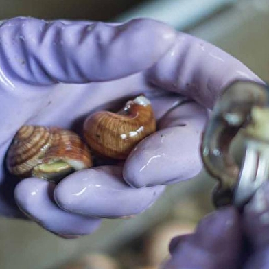 La Maison de Jacote by Jacot Billet