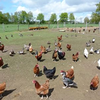 Gîte de groupe - au bas de l'étang