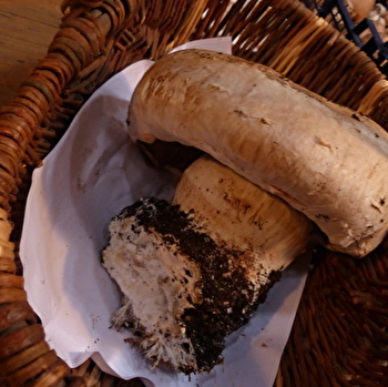 Champignonnière de Dijon - SAINT-MESMIN