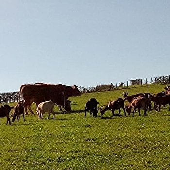 EARL Biquette and Cow - SAINT-PIERRE-LE-VIEUX