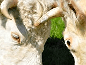 GAEC Pardon - TRAMAYES