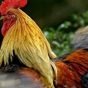 Ferme de Layau - VERIA