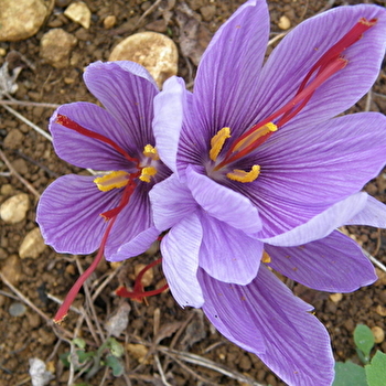 Seyr du Safran - LA CHARITE-SUR-LOIRE