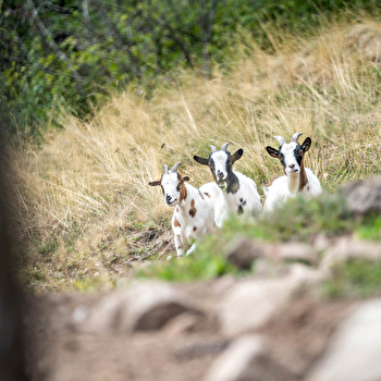 La ferme au fil des saisons - HAUT-DU-THEM-CHATEAU-LAMBERT
