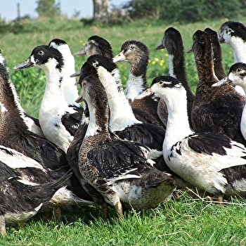 Foie Gras Rabuat et Fils - MERE