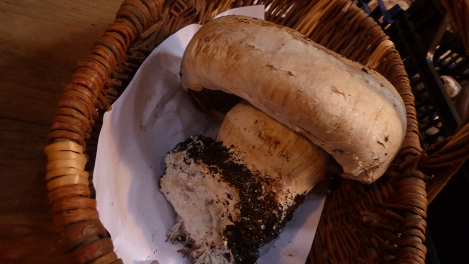 Champignonnière de Dijon