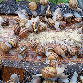 L'Escargot Morvandiau - BARNAY