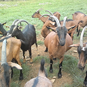 La Chèvrerie des Hautes-Côtes - ECHEVRONNE